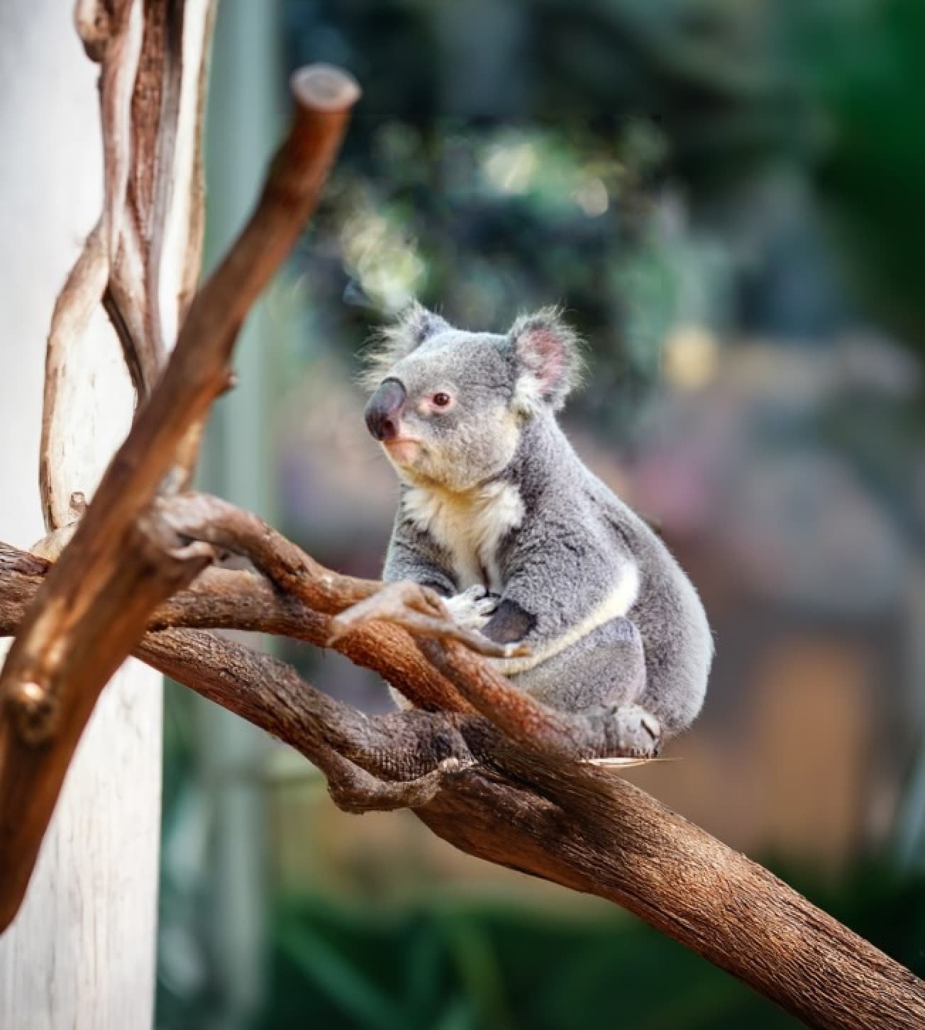 Koala in Australia Biodiversity
