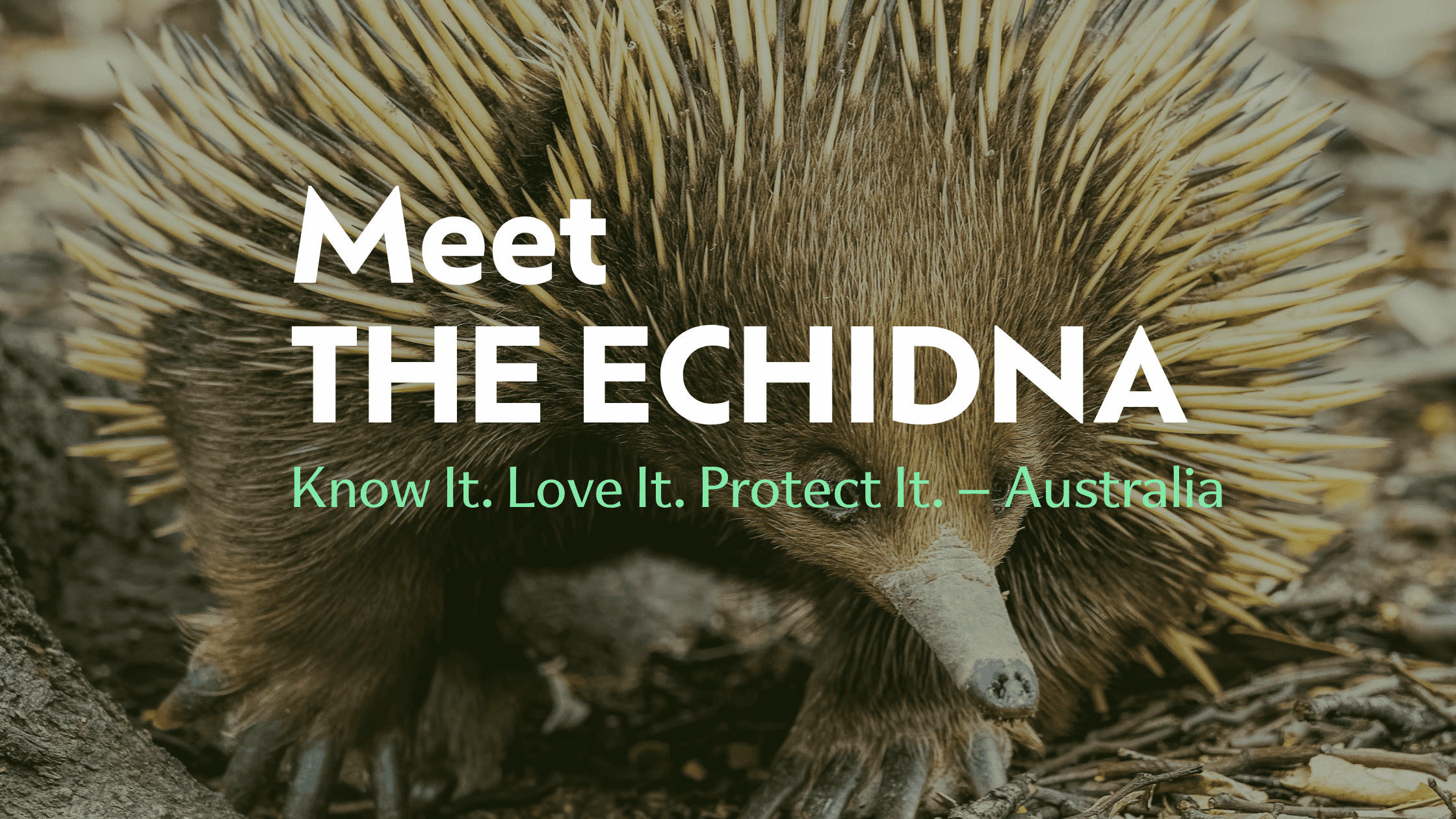 Meet the Echidna | Biodiverse Australia